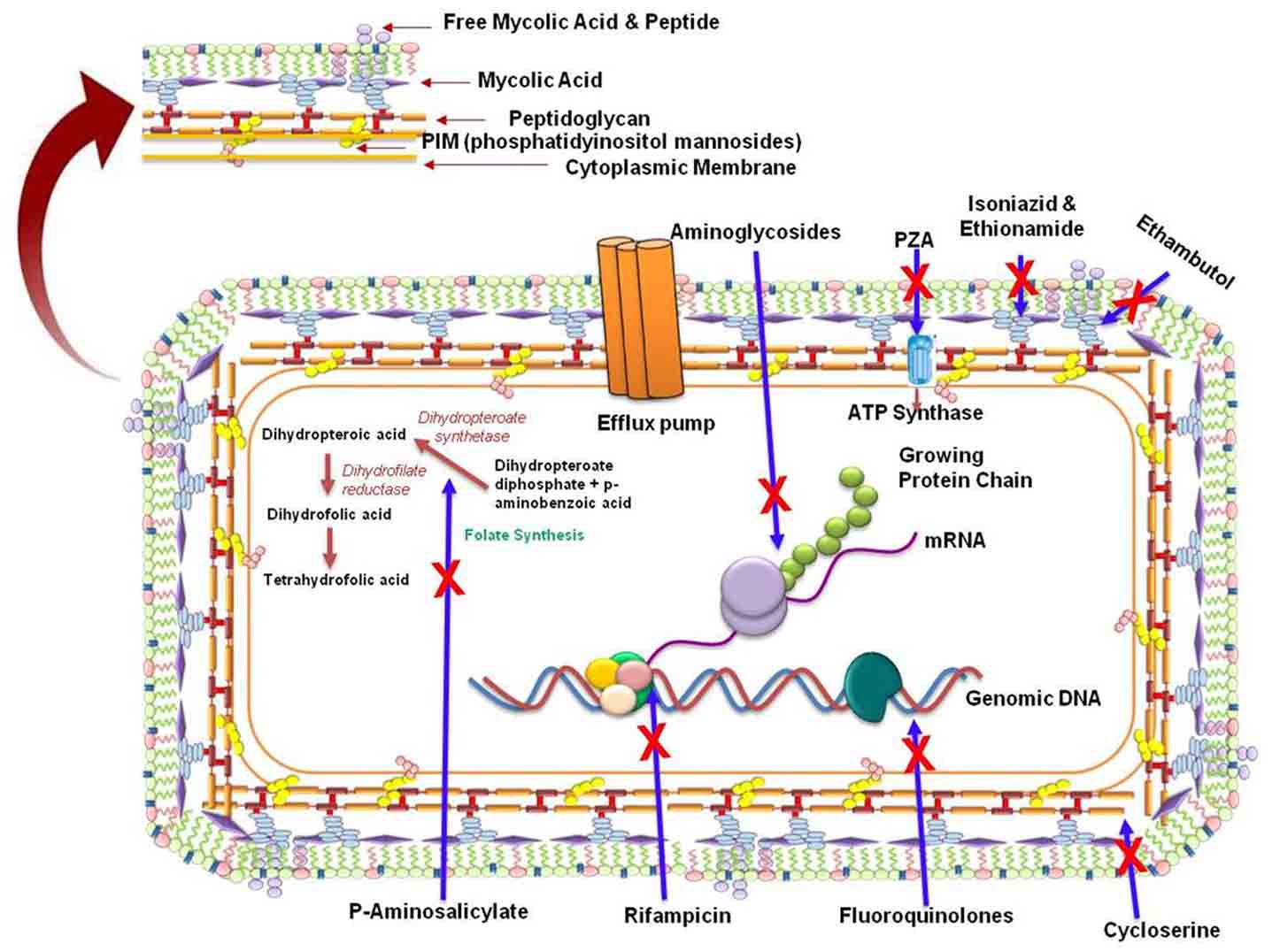 Elucidation drug resistance mechanisms of M. tuberculosis