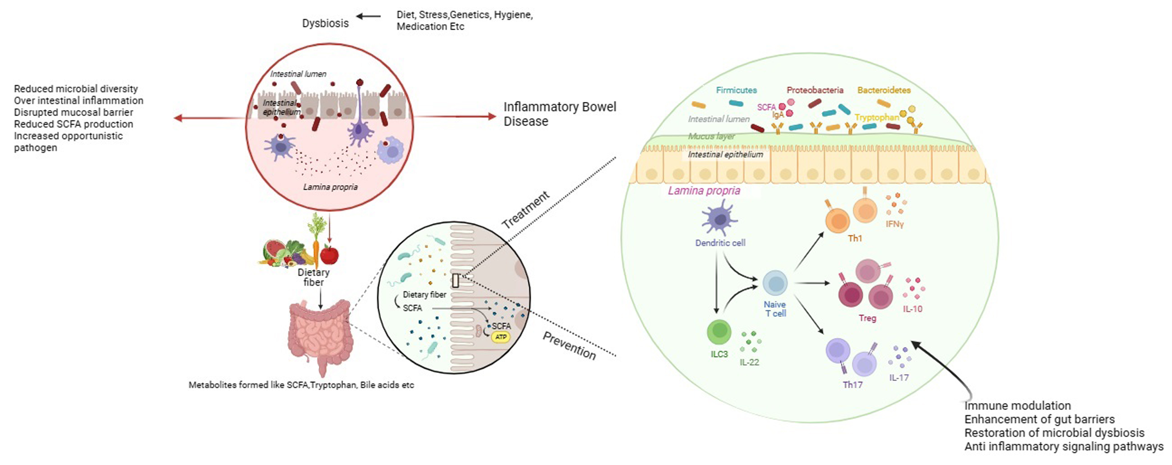 Gut dysbiosis